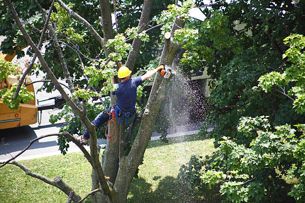 How Our Tree Care Process Works  in  South Windham, CT